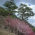 9802-048 武陵櫻花.jpg