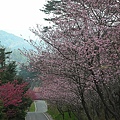 9802-050 武陵櫻花.jpg