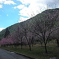 9802-060 武陵櫻花-遊客中心.jpg