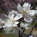 9802-067 武陵櫻花-阿里山櫻.jpg