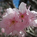 9802-071 武陵櫻花-粉紅吉野櫻.jpg