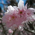 9802-072 武陵櫻花-粉紅吉野櫻.jpg
