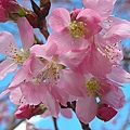 9802-074 武陵櫻花-昭和櫻.jpg
