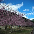 9802-079 武陵櫻花-遊客中心.jpg