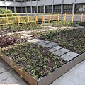 106-1205-3 崇學國小綠屋頂(台南市綠屋頂節能降溫推動計畫) (10).jpg