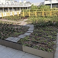 106-1205-3 崇學國小綠屋頂(台南市綠屋頂節能降溫推動計畫) (12).jpg