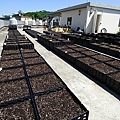 105-0704  元培屋頂菜園 (5).jpg