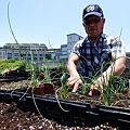 105-0704  元培屋頂菜園 (22).jpg