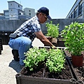 105-0704  元培屋頂菜園 (23).jpg