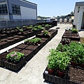 105-0704  元培屋頂菜園 (32).jpg