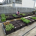 105-0710  元培屋頂菜園 (1).jpg