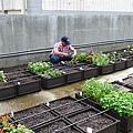 105-0710  元培屋頂菜園 (2).jpg
