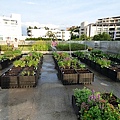105-0710  元培屋頂菜園 (30).jpg