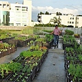 105-0710  元培屋頂菜園 (33).jpg