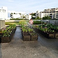 105-0710  元培屋頂菜園 (32).jpg