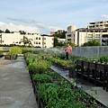 105-0710  元培屋頂菜園 (38).jpg
