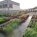 105-0710  元培屋頂菜園 (40).jpg