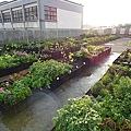 105-0710  元培屋頂菜園 (41).jpg
