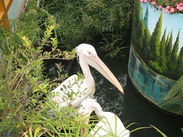 塘鵝 (送子鳥)...是海底總動員那一隻大嘴鳥嗎??