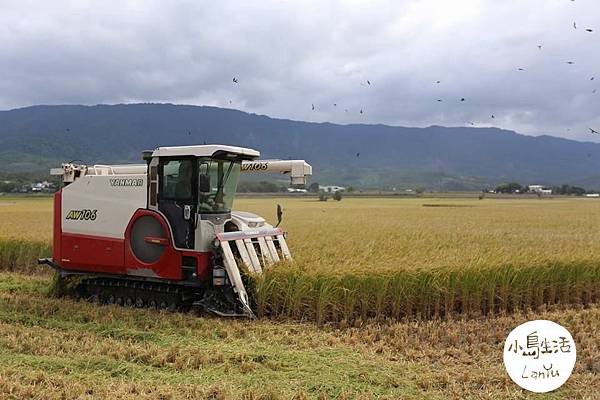 帶狗去旅行 池上伯朗大道 大池豆皮 吉本肉圓 親山農場果肉草莓冰 蘭嶼 小島生活 痞客邦