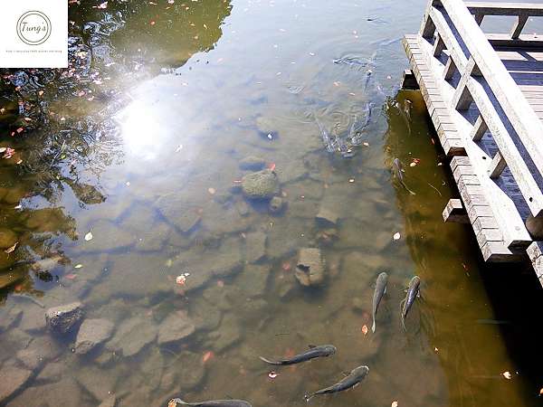 長崎】大村公園、平和公園、濱町步行街、吉宗茶碗蒸 郵輪賞櫻自由行