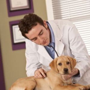 dog-health-care