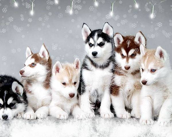 snow-dogs-cute-huskies-report-favorite-enlarge