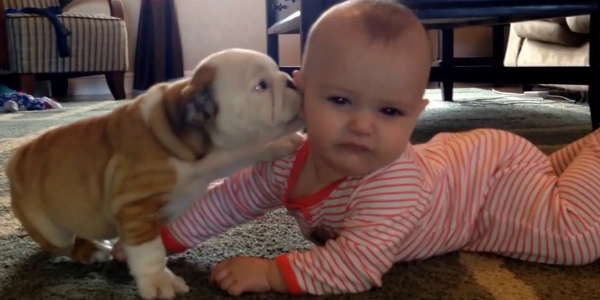 puppy-licking-baby-elite-daily