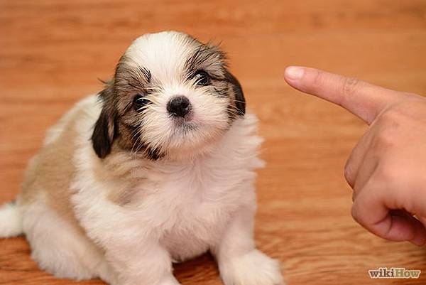 670px-Love-Your-Puppy-Step-7