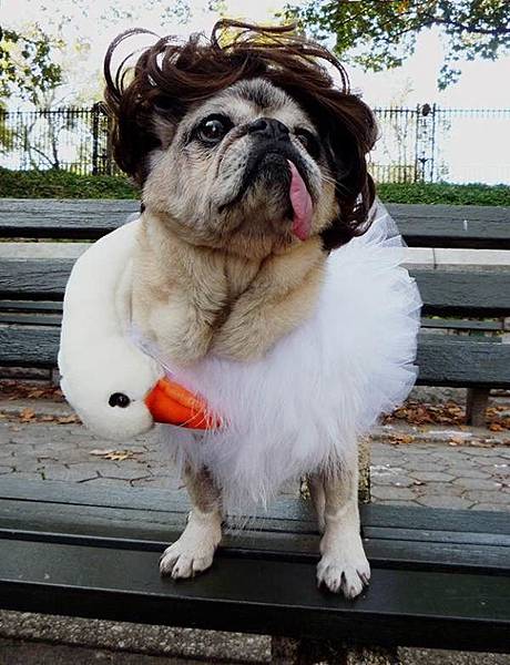 funny-pug-costumes-swan-dress.jpg