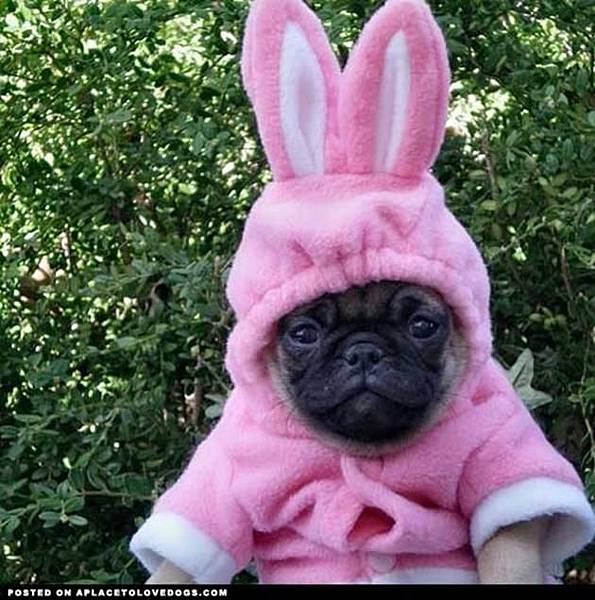 Funny-Pug-in-Rabbit-Costume.jpg