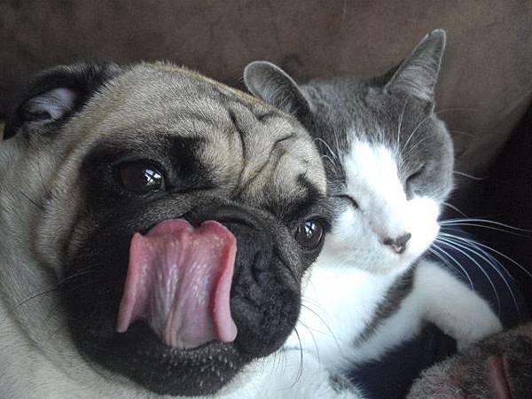 Pug_And_Kitty_by_holls.jpg