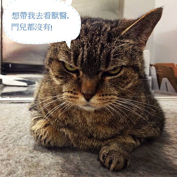 angry-looking-cat-1024x1024_副本