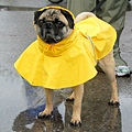 20100916-rain_dog.jpg