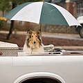 dog-in-the-rain-270x300.jpg