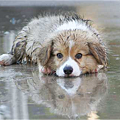 rainpuppy.png