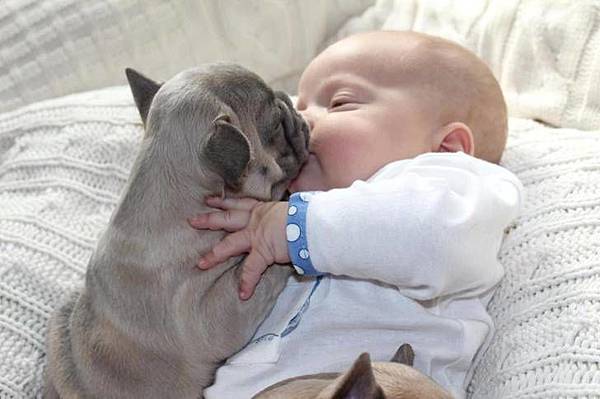 bulldog-puppy-and-baby-first-french-kiss