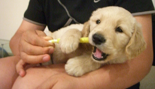 puppybrushing