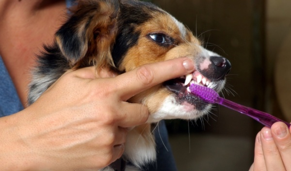 brushing-teeth.scaler