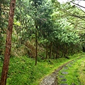 山毛櫸步道