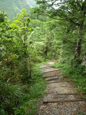 山毛櫸步道