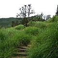 山毛櫸步道