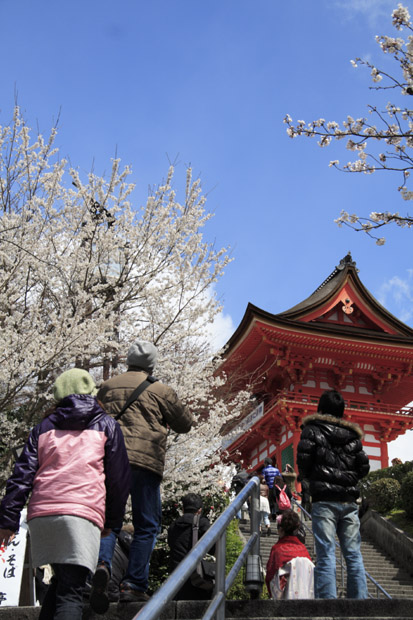 單眼拍攝 開滿櫻花的清水寺