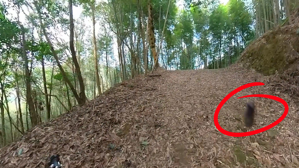 20241120~石壁山、嘉南雲峰登山步道｜南側登山口起登→