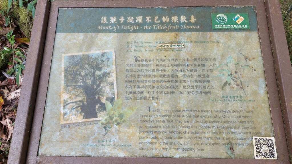 20241120~石壁山、嘉南雲峰登山步道｜南側登山口起登→