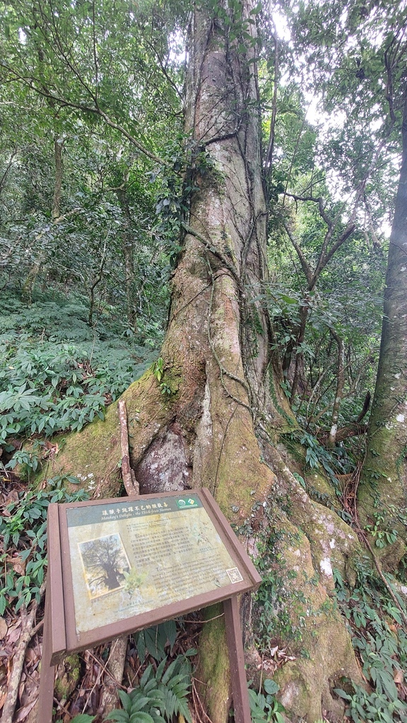 20241120~石壁山、嘉南雲峰登山步道|南側登山口起登→ 20241120~石壁山、嘉南雲峰登山步道|南側登山口起登→