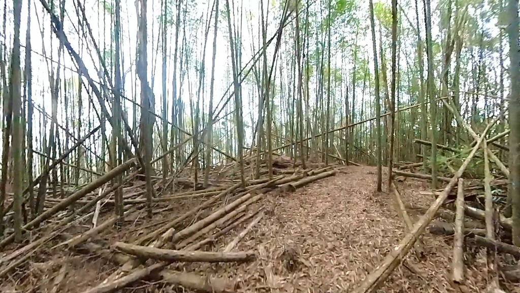 20241120~石壁山、嘉南雲峰登山步道｜南側登山口起登→