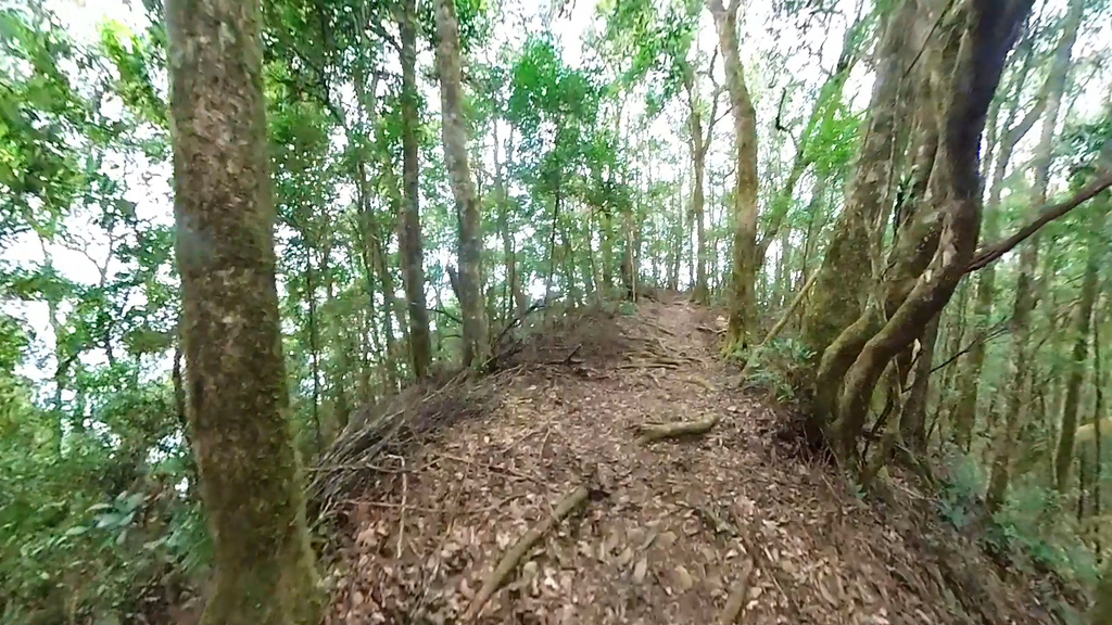 20241120~石壁山、嘉南雲峰登山步道|南側登山口起登→ 20241120~石壁山、嘉南雲峰登山步道|南側登山口起登→