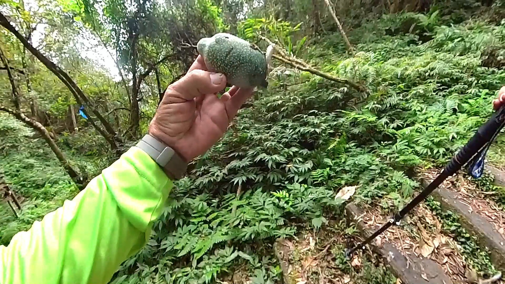20241120~石壁山、嘉南雲峰登山步道｜南側登山口起登→