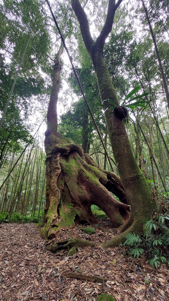 20241120~石壁山、嘉南雲峰登山步道｜南側登山口起登→